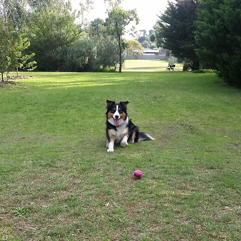 Dietitian Alison Stewart's furry bestie Minh with a red ball in the park.